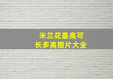 米兰花最高可长多高图片大全