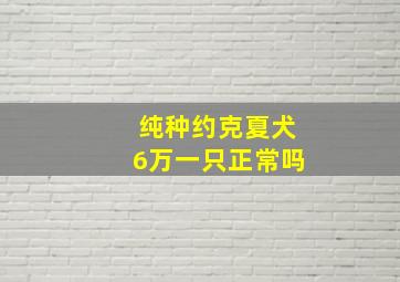 纯种约克夏犬6万一只正常吗