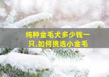 纯种金毛犬多少钱一只,如何挑选小金毛