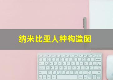 纳米比亚人种构造图