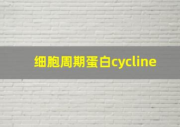 细胞周期蛋白cycline