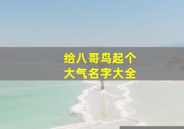 给八哥鸟起个大气名字大全