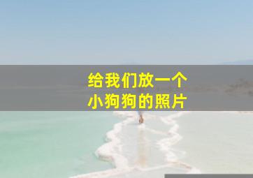 给我们放一个小狗狗的照片