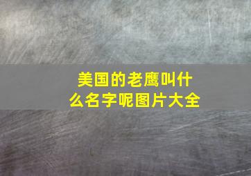 美国的老鹰叫什么名字呢图片大全