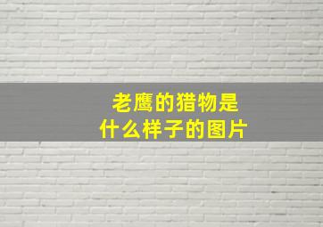 老鹰的猎物是什么样子的图片