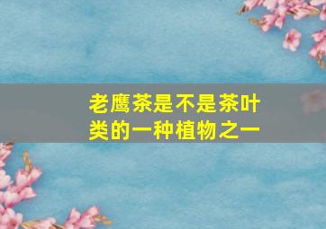 老鹰茶是不是茶叶类的一种植物之一