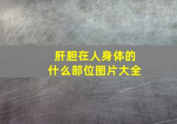 肝胆在人身体的什么部位图片大全