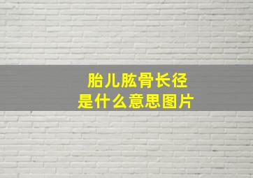 胎儿肱骨长径是什么意思图片