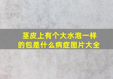 茎皮上有个大水泡一样的包是什么病症图片大全