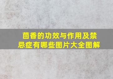 茴香的功效与作用及禁忌症有哪些图片大全图解