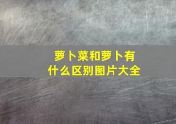 萝卜菜和萝卜有什么区别图片大全