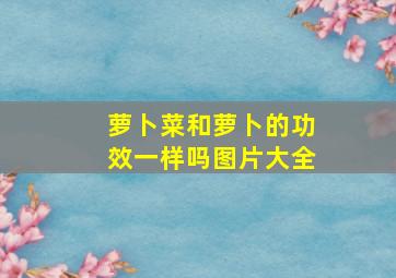 萝卜菜和萝卜的功效一样吗图片大全