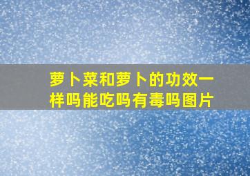 萝卜菜和萝卜的功效一样吗能吃吗有毒吗图片