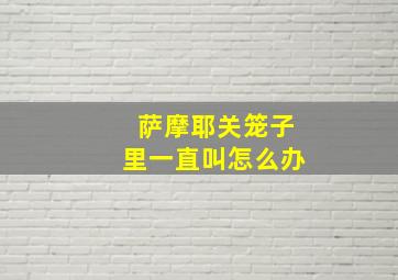 萨摩耶关笼子里一直叫怎么办