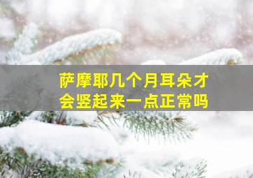 萨摩耶几个月耳朵才会竖起来一点正常吗