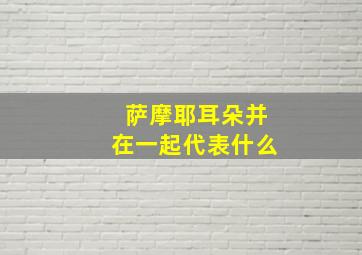 萨摩耶耳朵并在一起代表什么