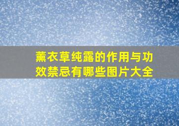 薰衣草纯露的作用与功效禁忌有哪些图片大全