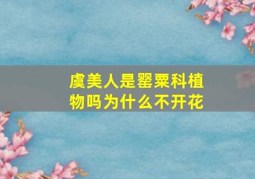 虞美人是罂粟科植物吗为什么不开花