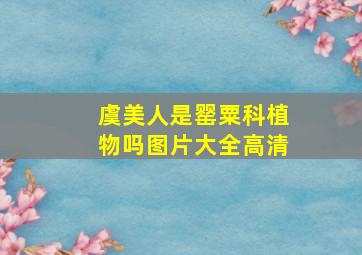 虞美人是罂粟科植物吗图片大全高清