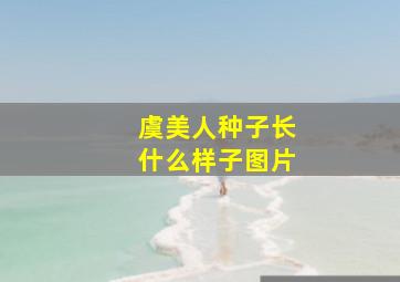 虞美人种子长什么样子图片