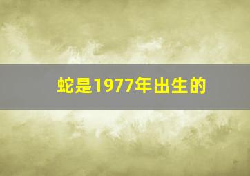 蛇是1977年出生的