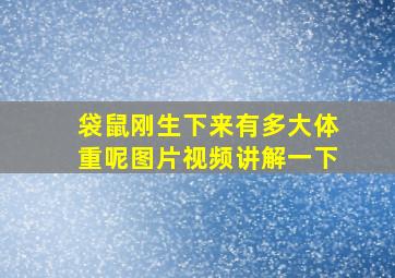 袋鼠刚生下来有多大体重呢图片视频讲解一下