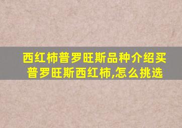 西红柿普罗旺斯品种介绍买普罗旺斯西红柿,怎么挑选