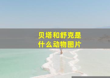 贝塔和舒克是什么动物图片