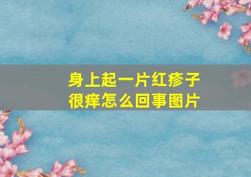 身上起一片红疹子很痒怎么回事图片