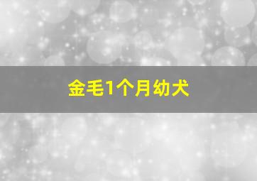 金毛1个月幼犬