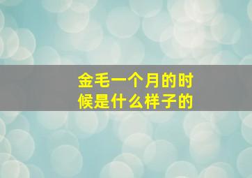 金毛一个月的时候是什么样子的