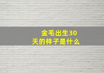 金毛出生30天的样子是什么