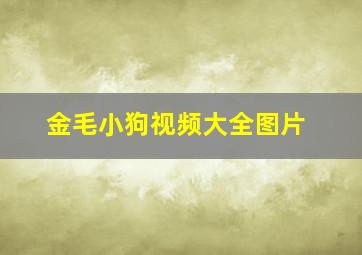 金毛小狗视频大全图片