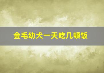 金毛幼犬一天吃几顿饭