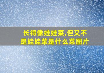 长得像娃娃菜,但又不是娃娃菜是什么菜图片