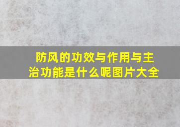 防风的功效与作用与主治功能是什么呢图片大全