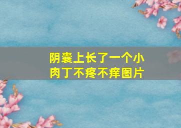 阴囊上长了一个小肉丁不疼不痒图片