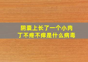 阴囊上长了一个小肉丁不疼不痒是什么病毒