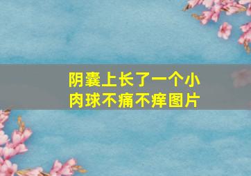 阴囊上长了一个小肉球不痛不痒图片