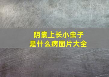 阴囊上长小虫子是什么病图片大全