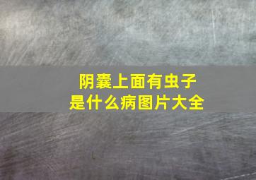 阴囊上面有虫子是什么病图片大全