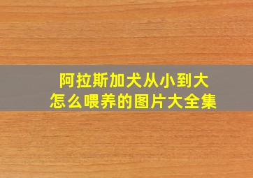 阿拉斯加犬从小到大怎么喂养的图片大全集