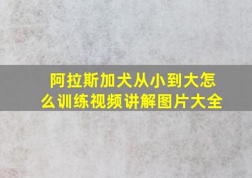 阿拉斯加犬从小到大怎么训练视频讲解图片大全