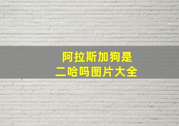 阿拉斯加狗是二哈吗图片大全