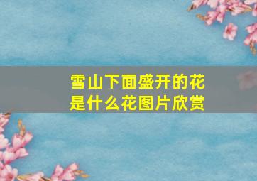 雪山下面盛开的花是什么花图片欣赏