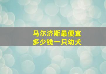 马尔济斯最便宜多少钱一只幼犬