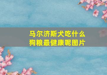 马尔济斯犬吃什么狗粮最健康呢图片