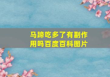 马蹄吃多了有副作用吗百度百科图片