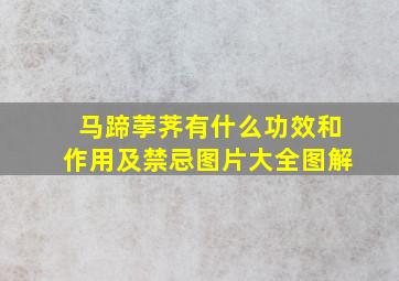 马蹄荸荠有什么功效和作用及禁忌图片大全图解