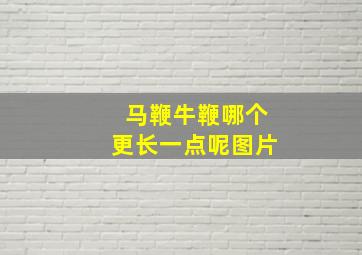 马鞭牛鞭哪个更长一点呢图片